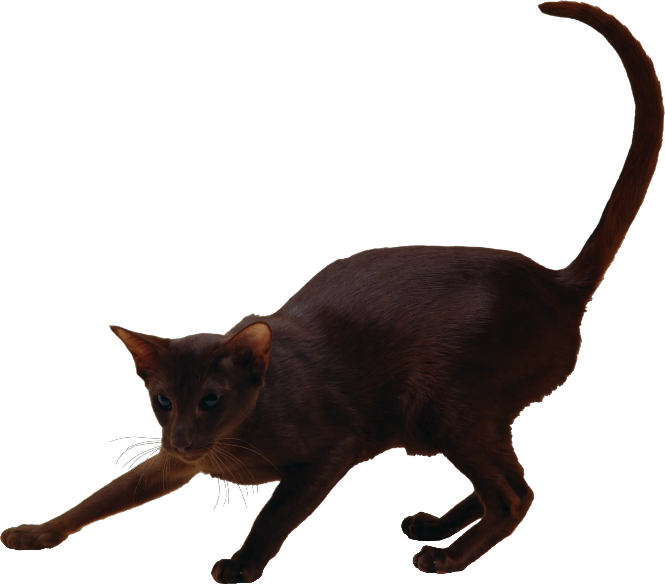 Cat PNG