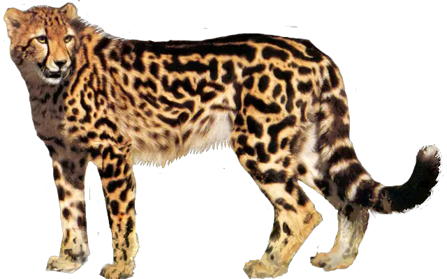 Cheetah PNG