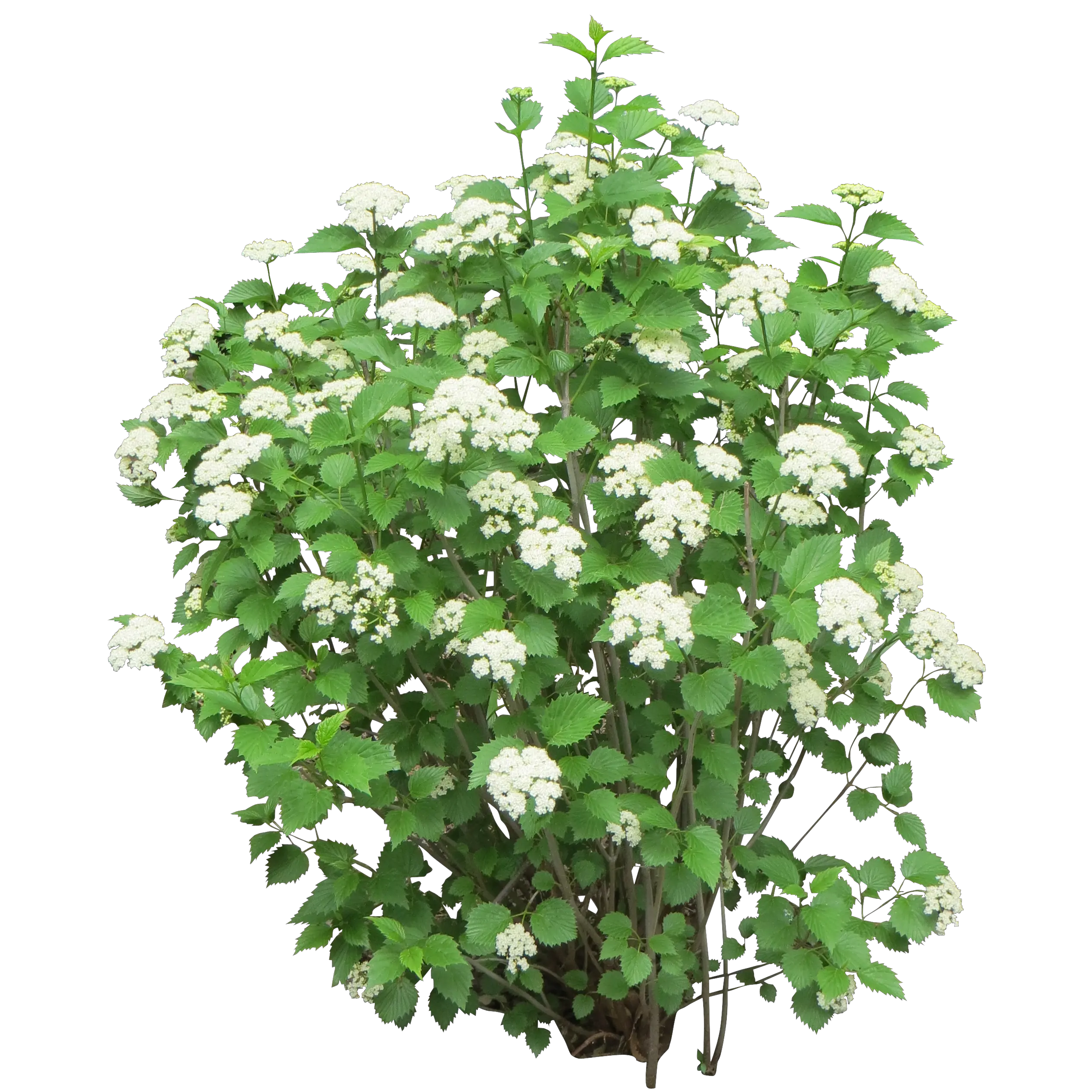 Bush PNG image