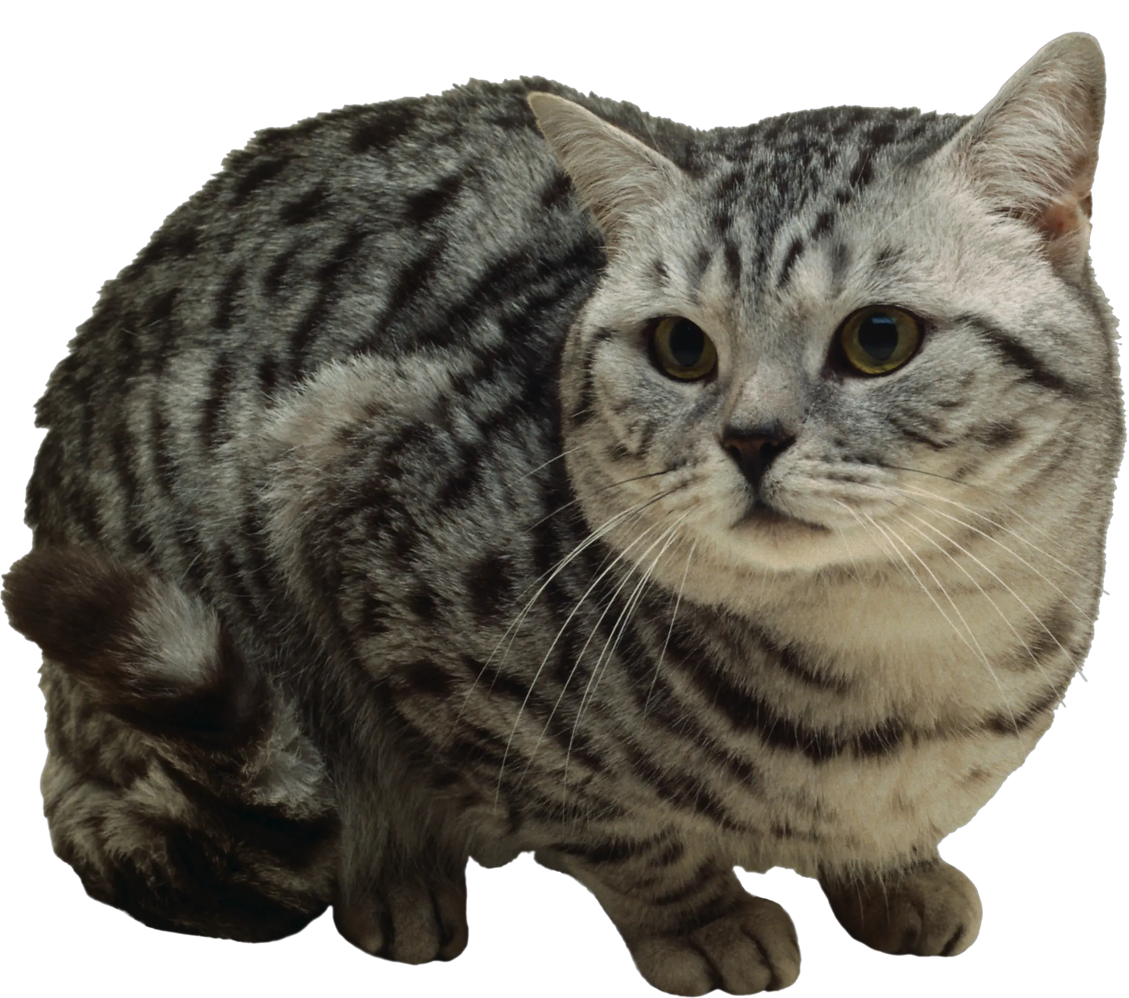 Cat PNG