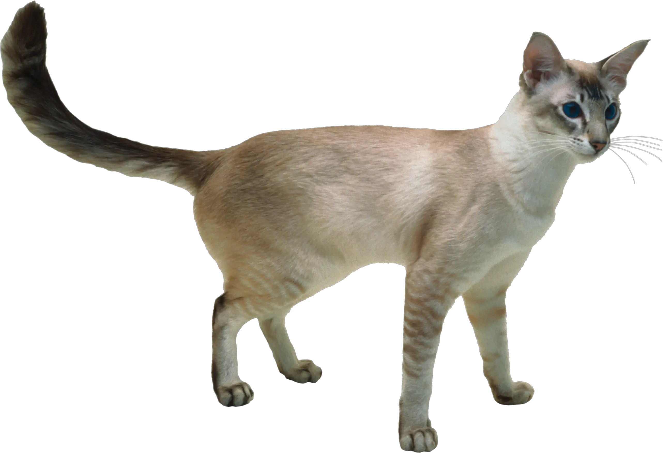 Cat PNG