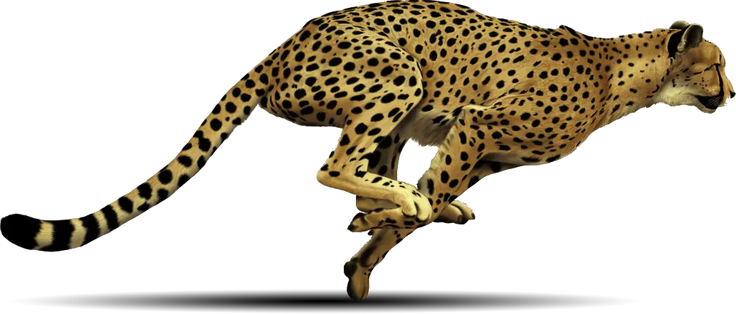 Cheetah PNG