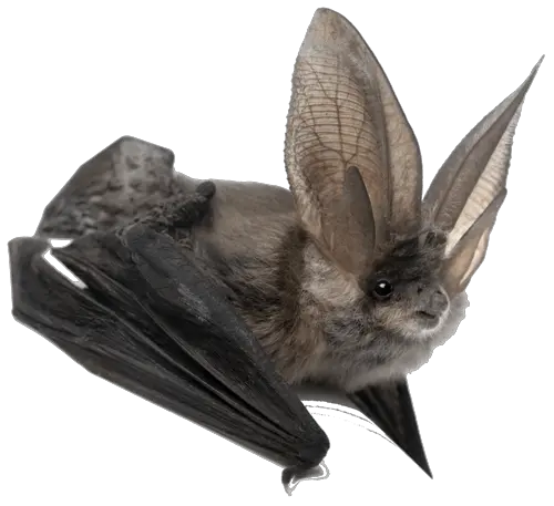 Bat PNG