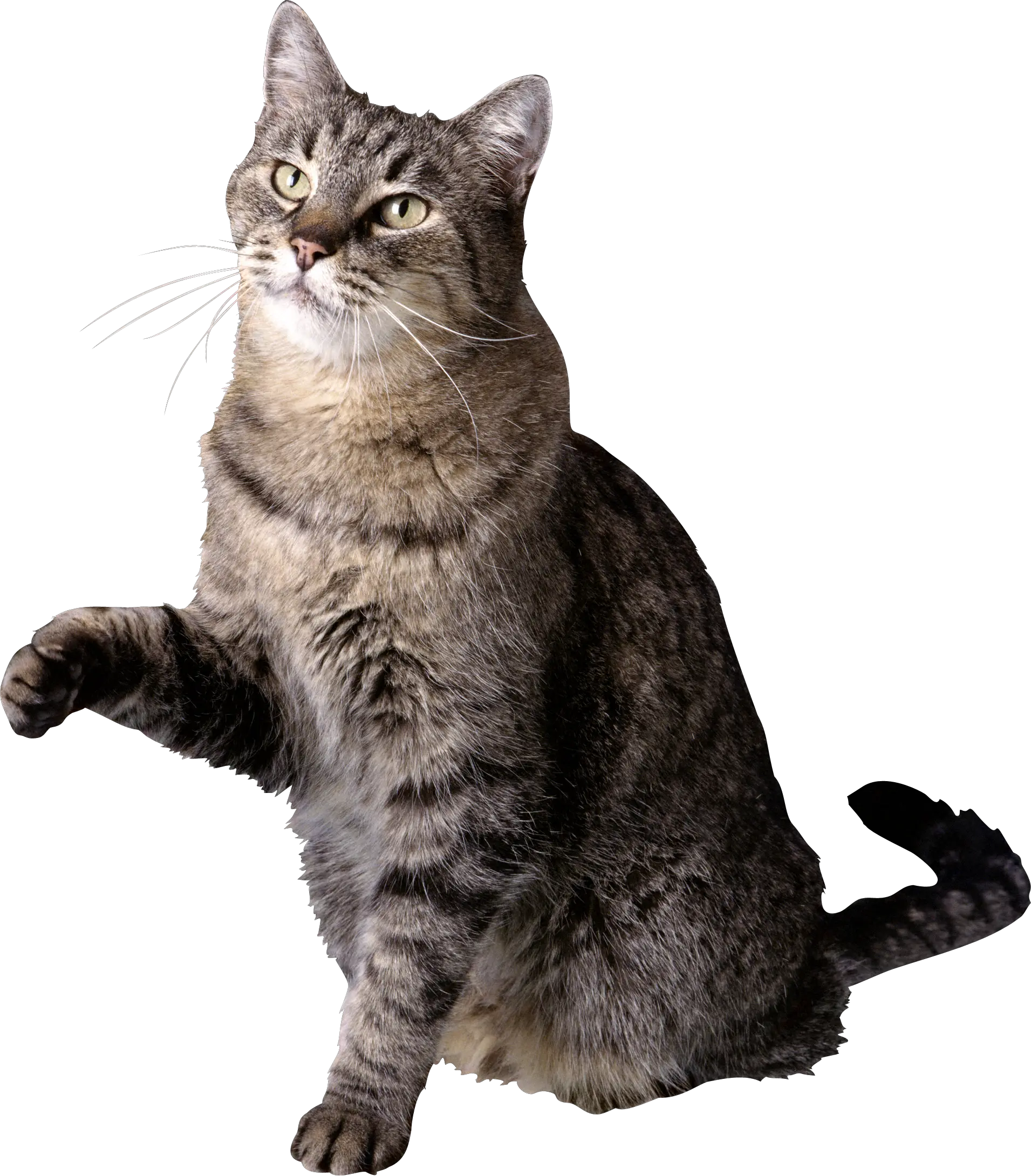 Cat PNG