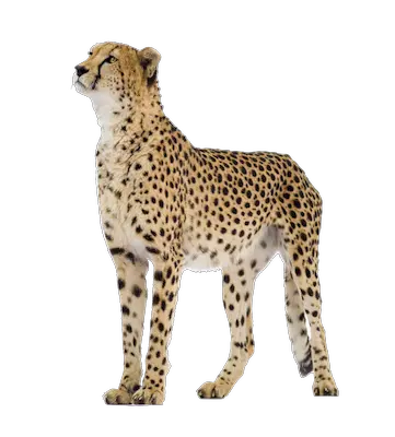 Cheetah PNG