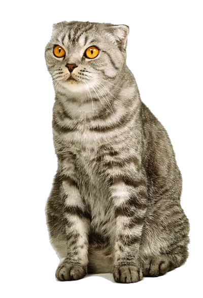 kitten png image free download picture