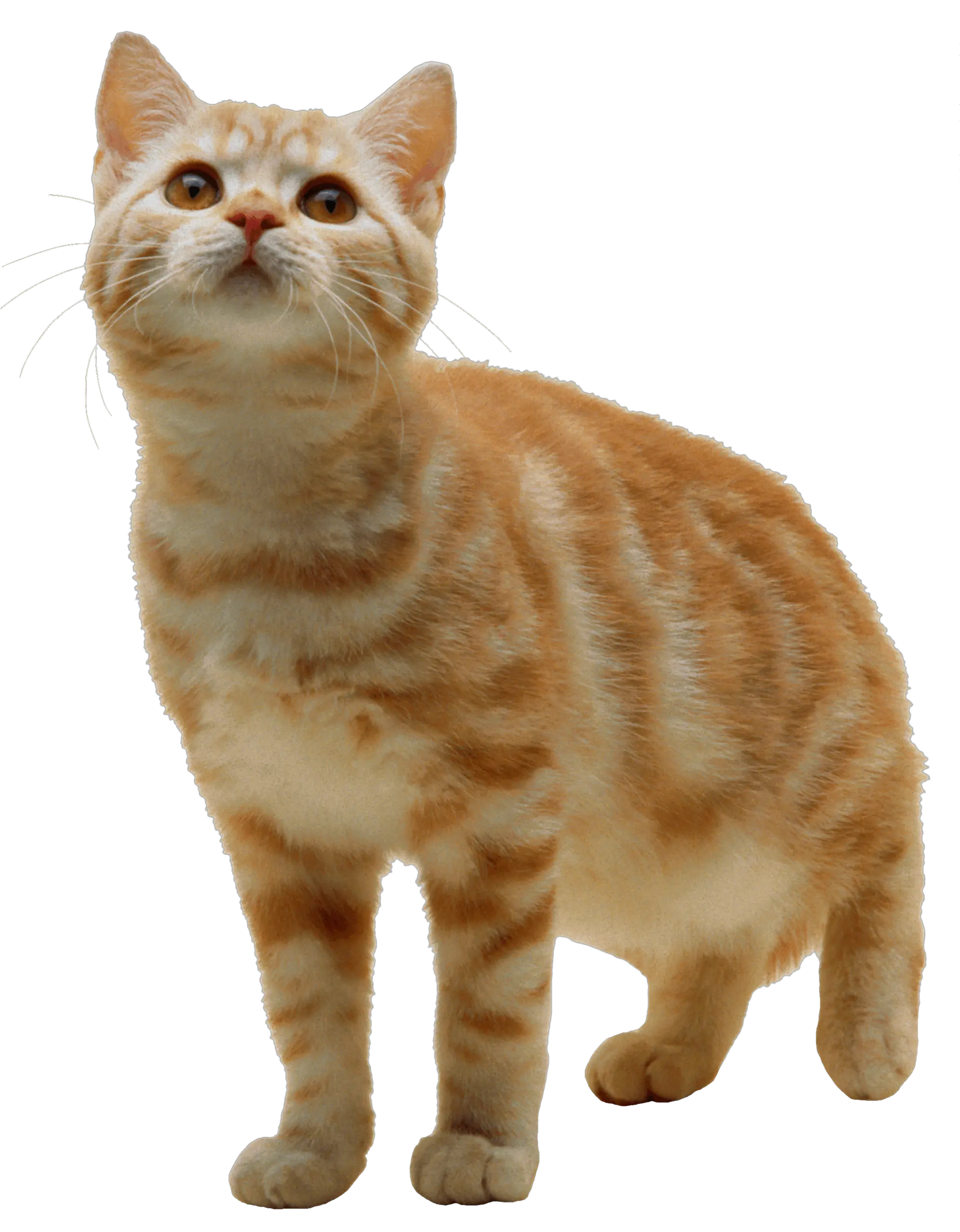 Cat PNG