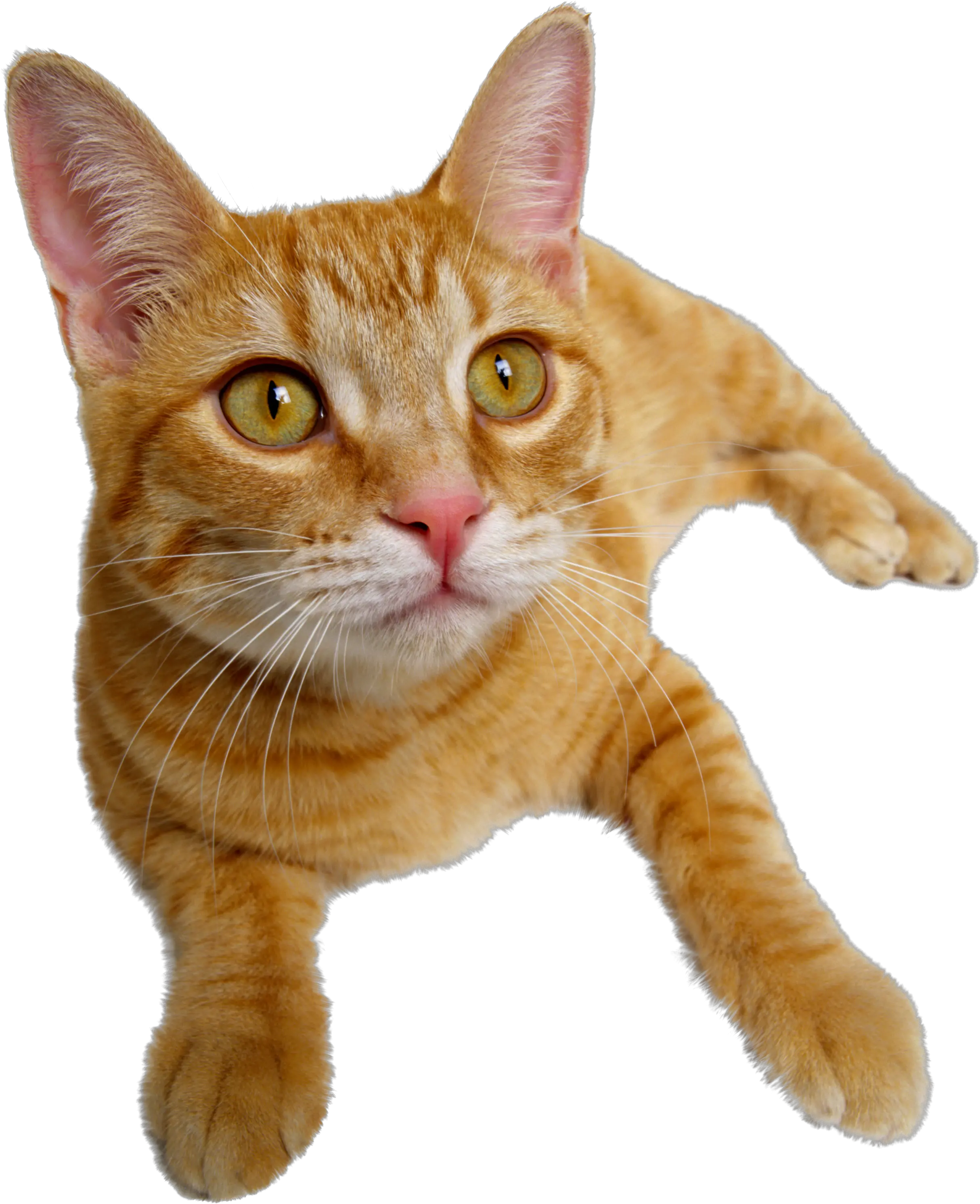 Cat PNG