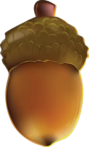 Acorn PNG image free acorns