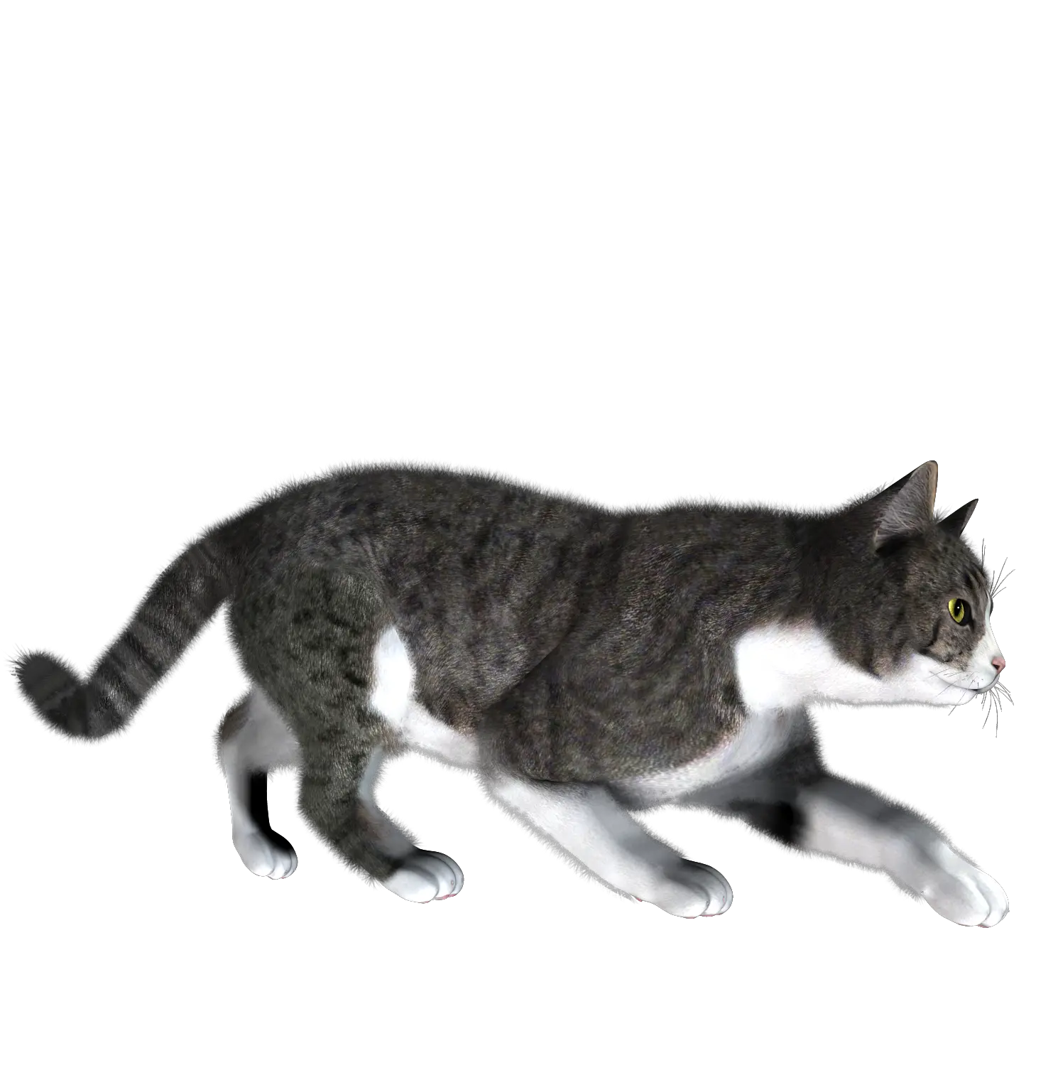 cat png image free download picture kitten