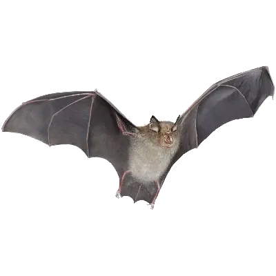 Bat PNG