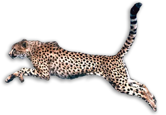 Cheetah PNG