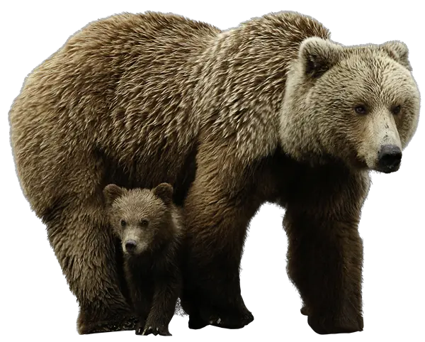 bear PNG