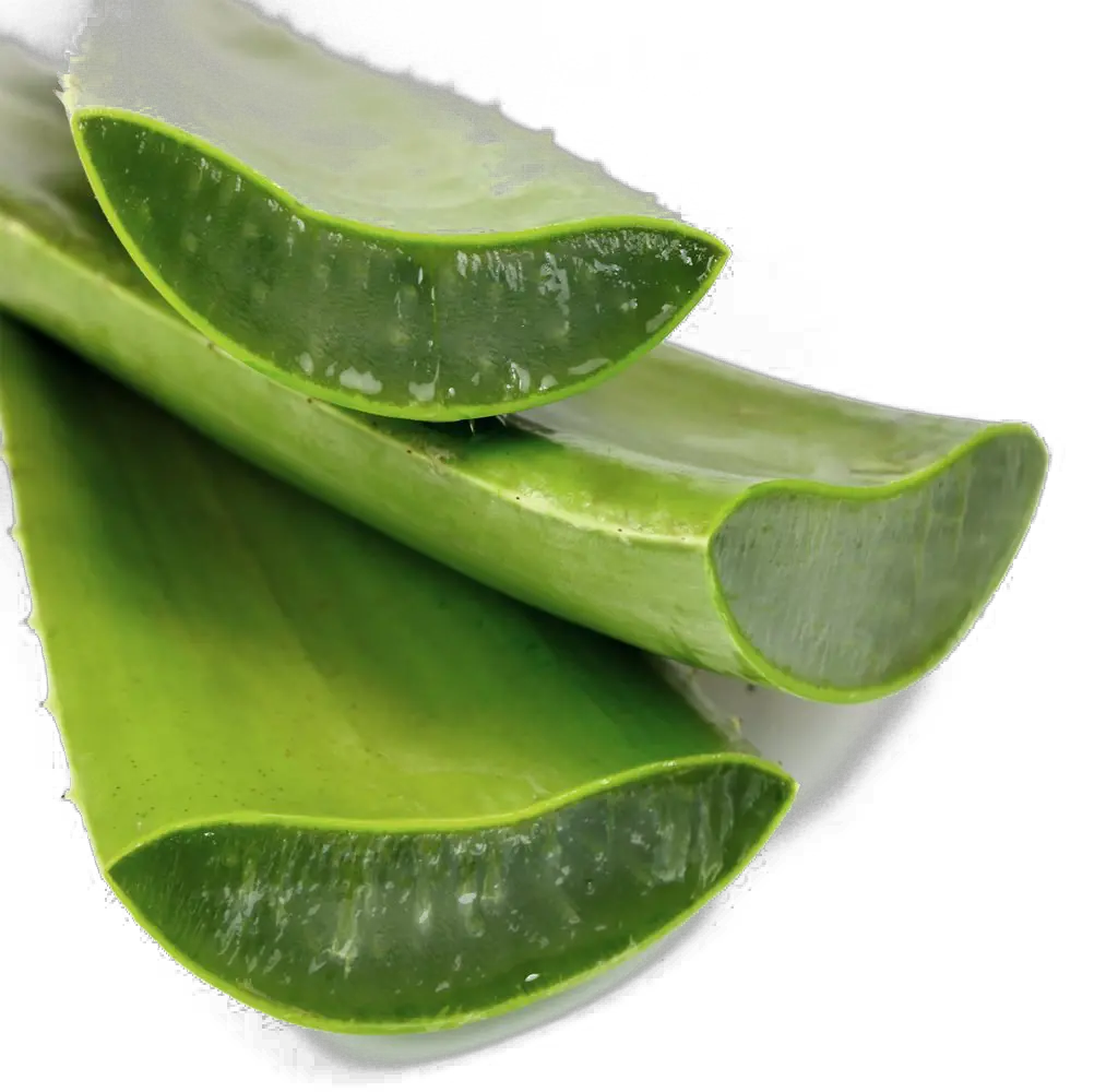 Aloe vera PNG