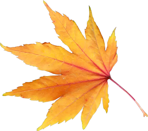 autumn PNG leaf