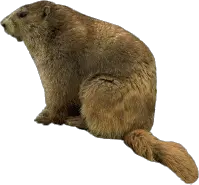 Beaver PNG