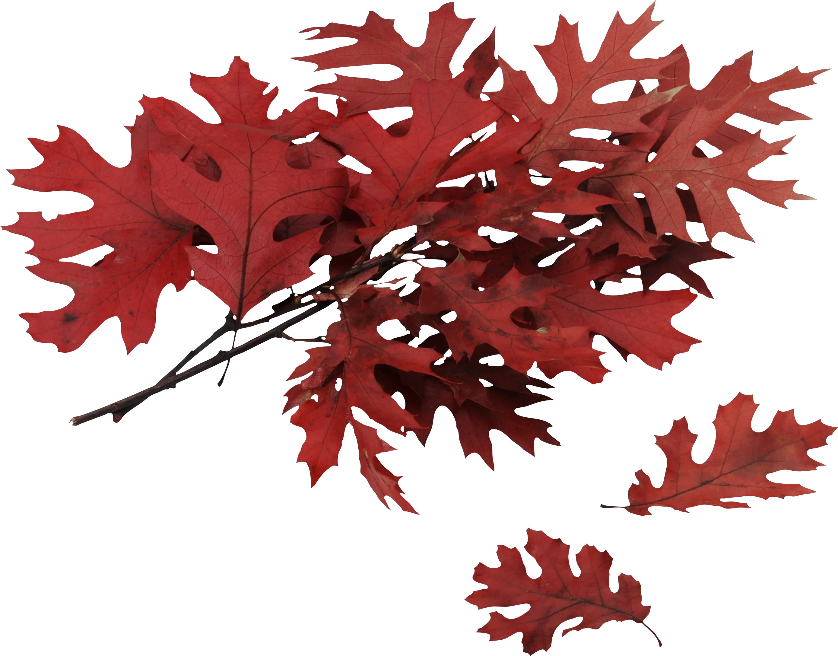 autumn PNG leaf