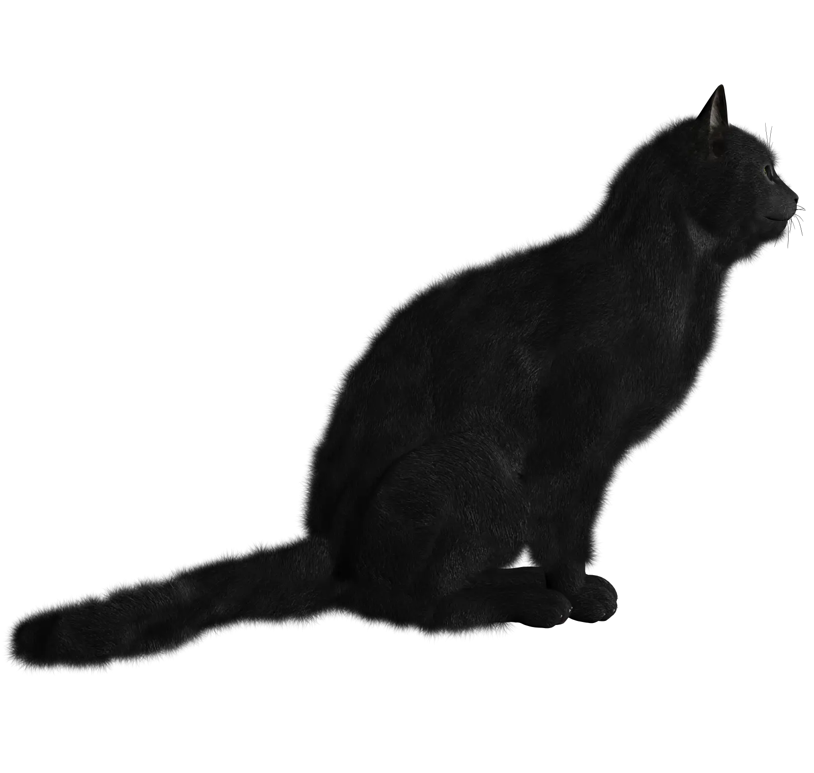 Cat PNG image