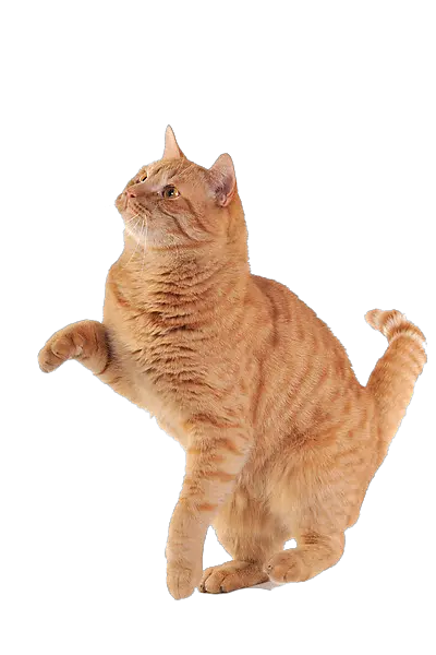 cat png image free download picture kitten