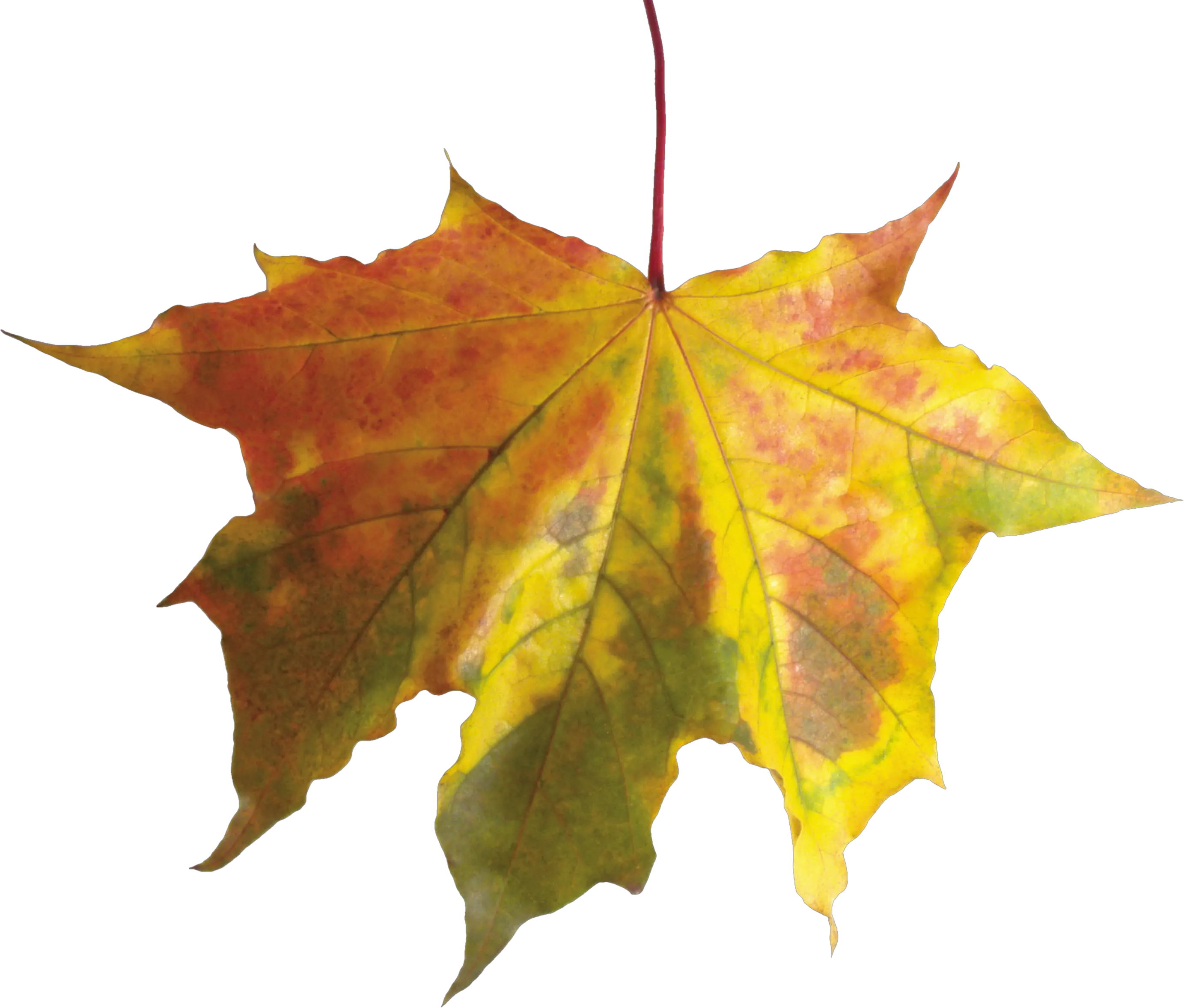 autumn PNG leaf