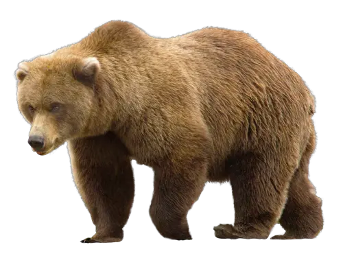 bear PNG