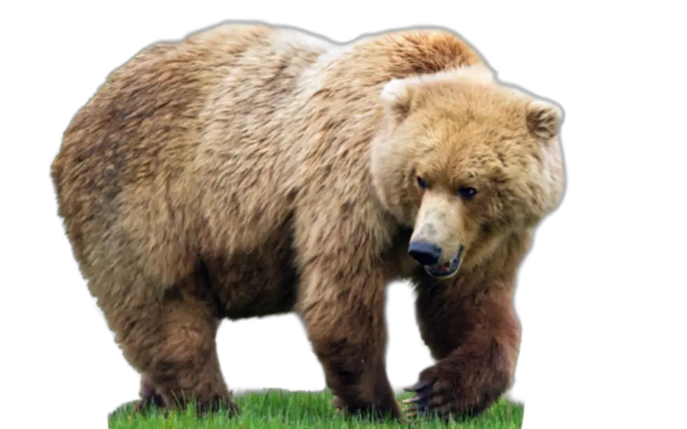 bear PNG