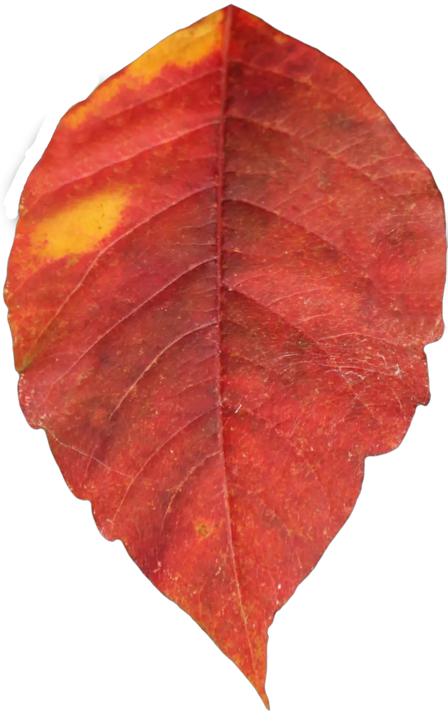 red autumn PNG leaf