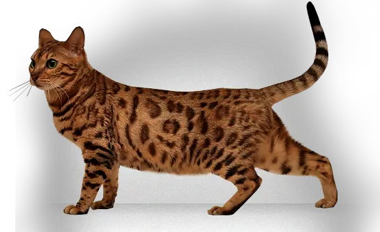 kitten png image free download picture