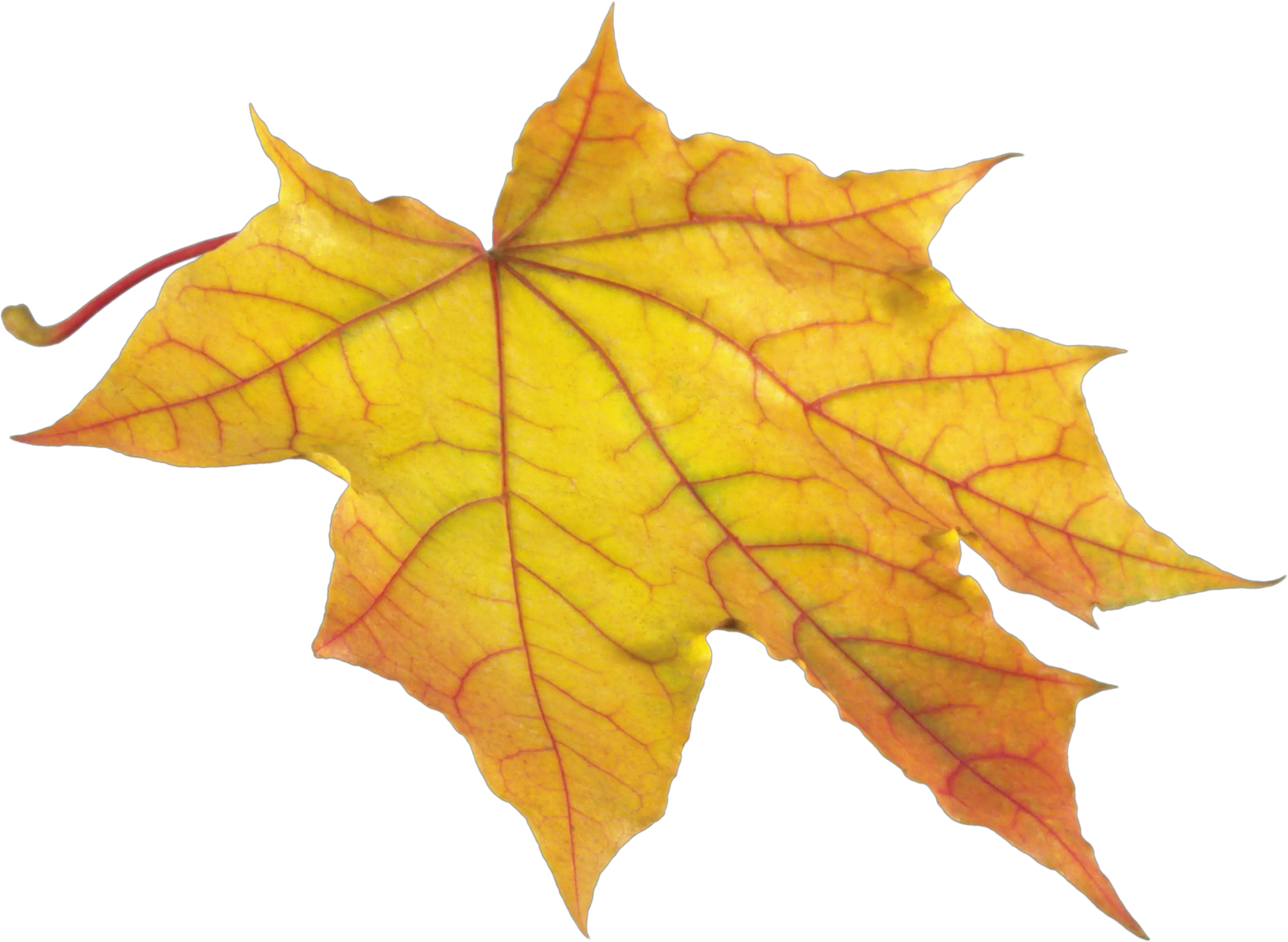 yellow autumn PNG leaf