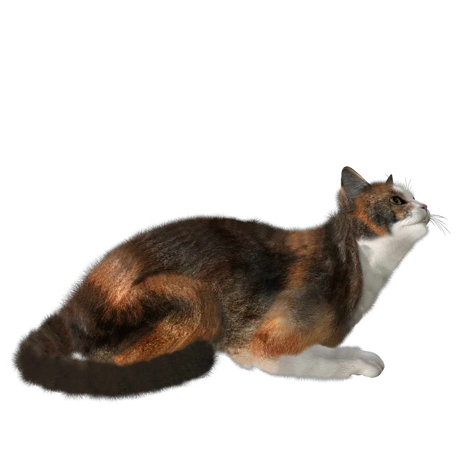 Cat PNG image