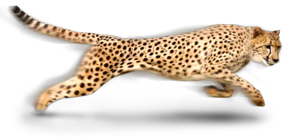 Cheetah PNG