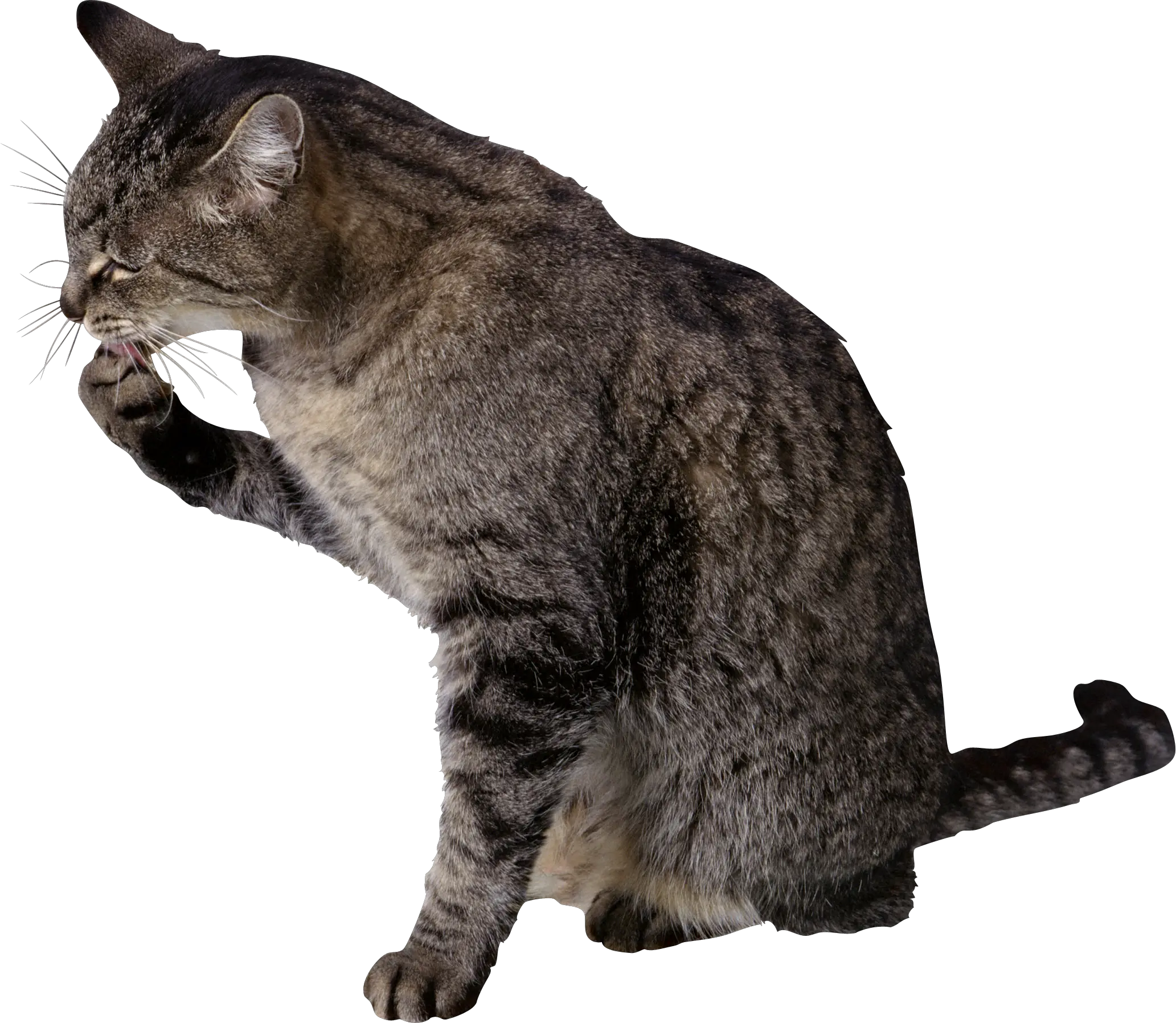 Cat PNG