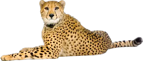 Cheetah PNG