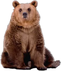 bear PNG