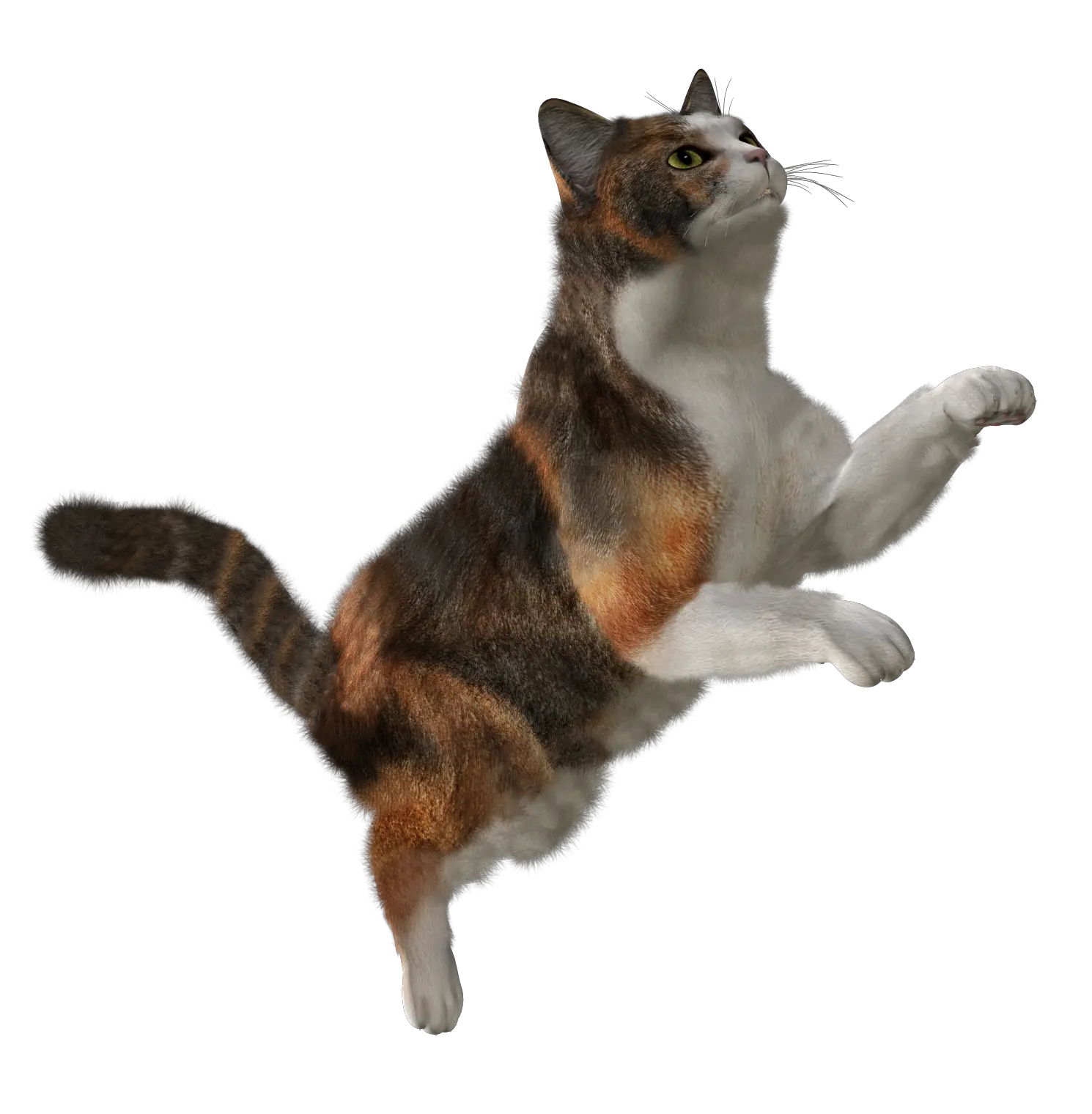 cat png image free download picture kitten