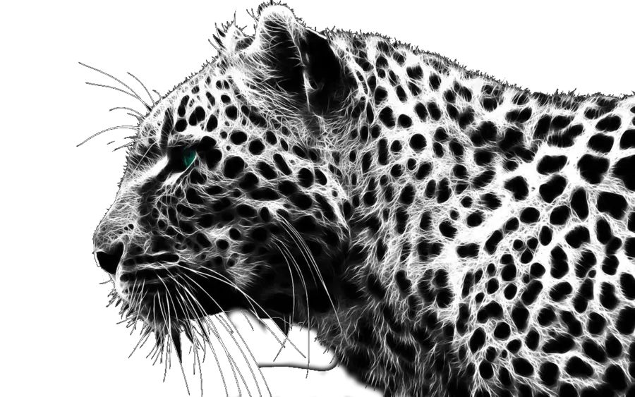 Cheetah PNG