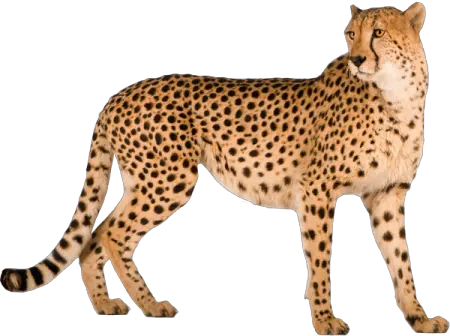 Cheetah PNG