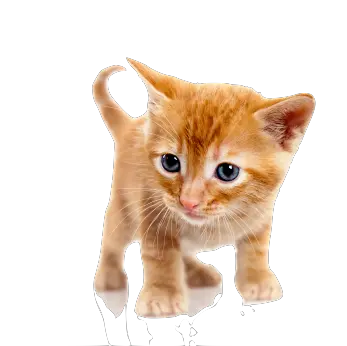 Gray Cat PNG image