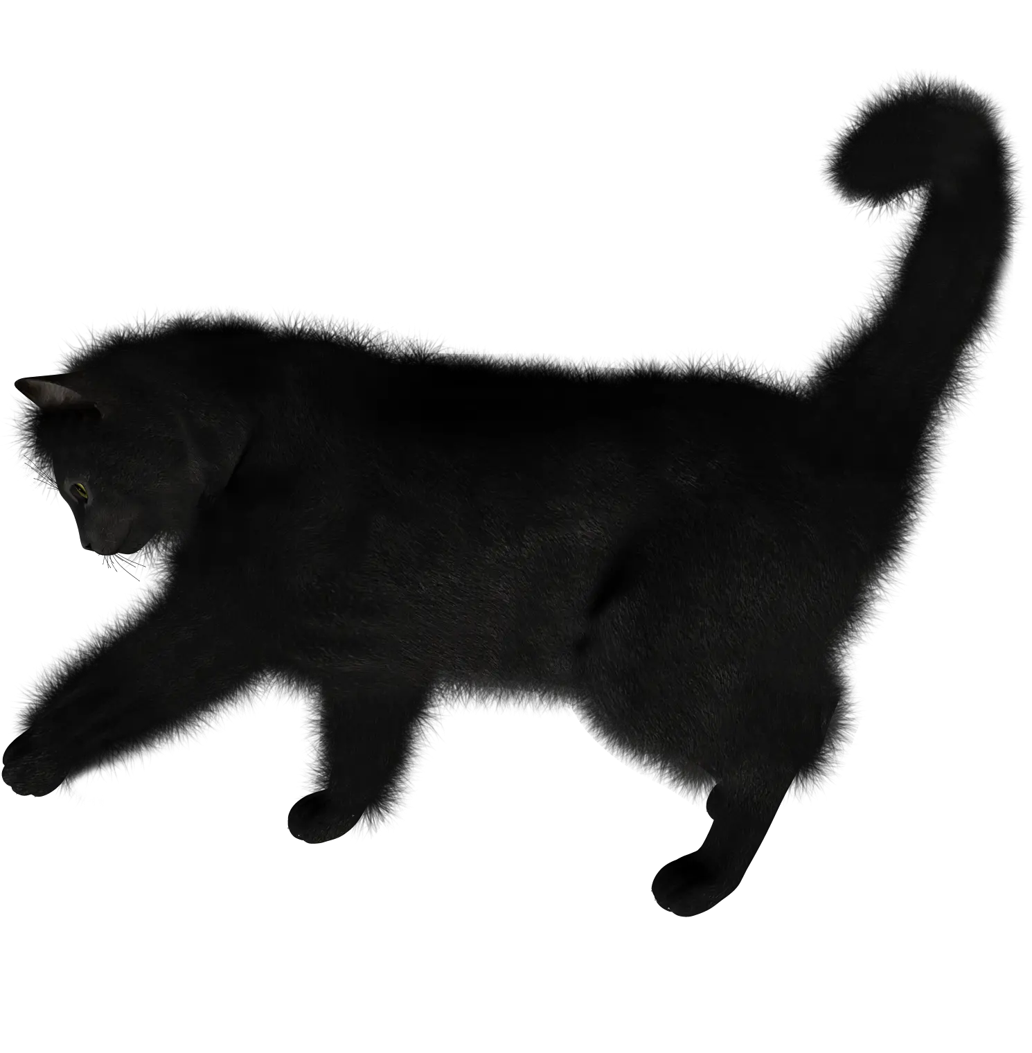 Cat PNG image