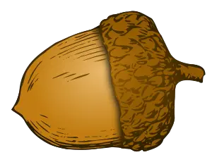 Acorn PNG image free acorns