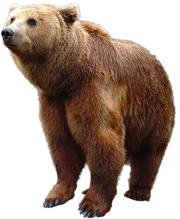 bear PNG