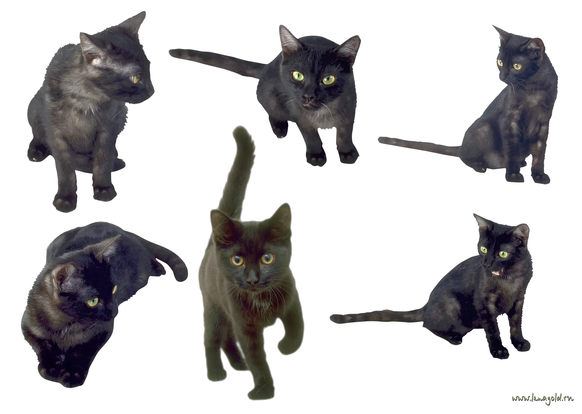 Cat PNG