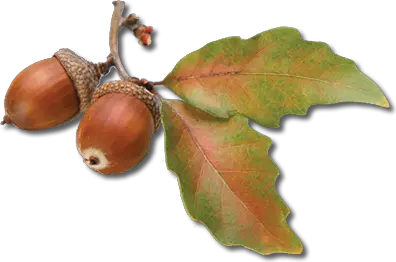 Acorn PNG image free acorns