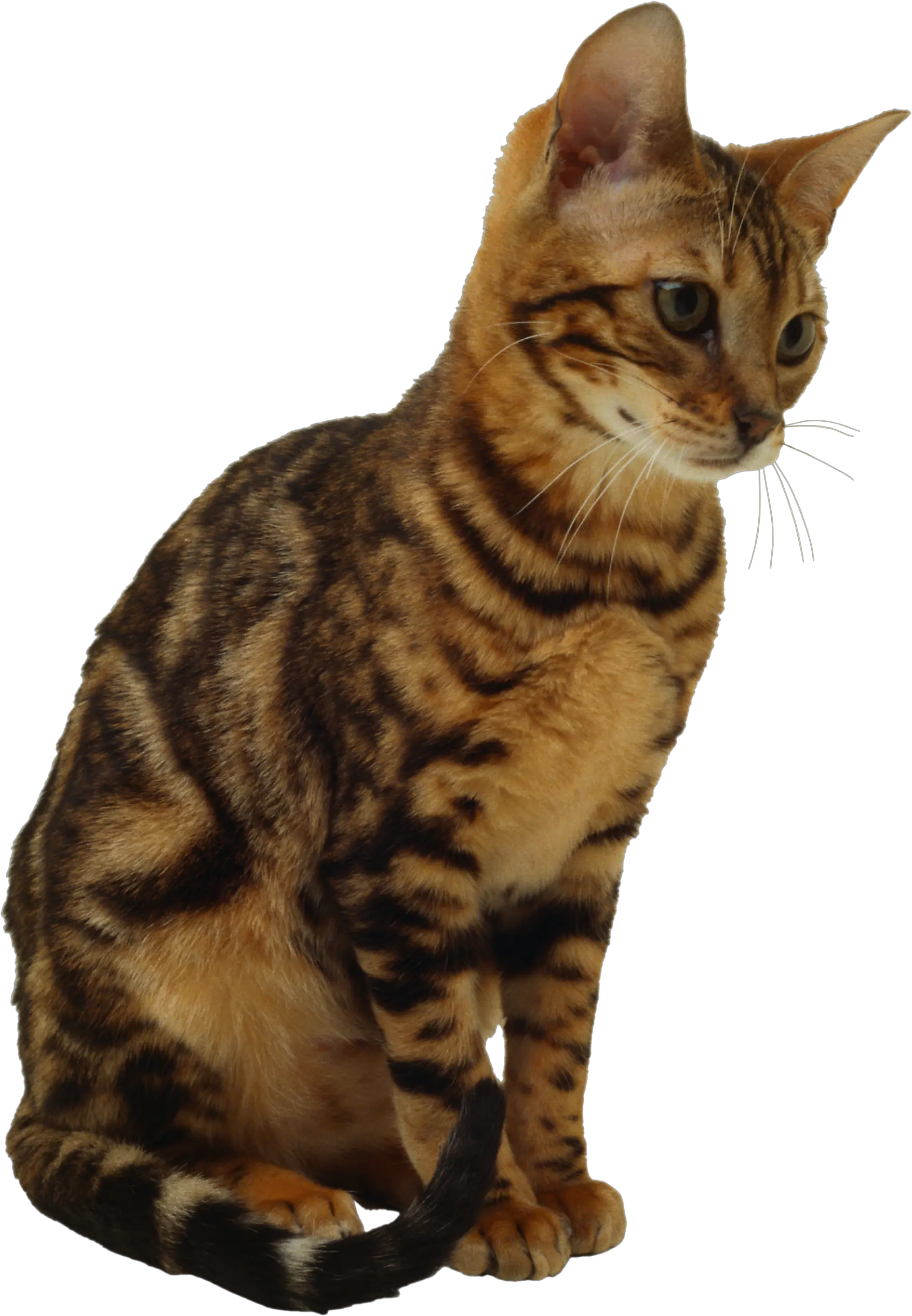 kitten png image free download picture