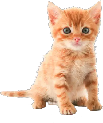 cat png image free download picture kitten