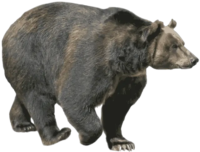 bear PNG