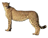 Cheetah PNG
