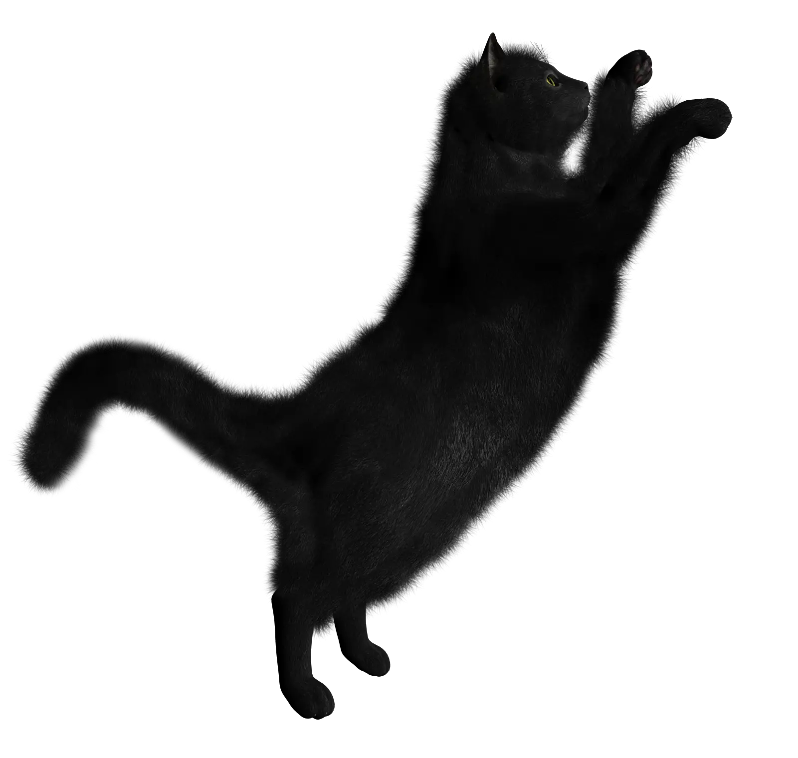 Black Cat PNG image