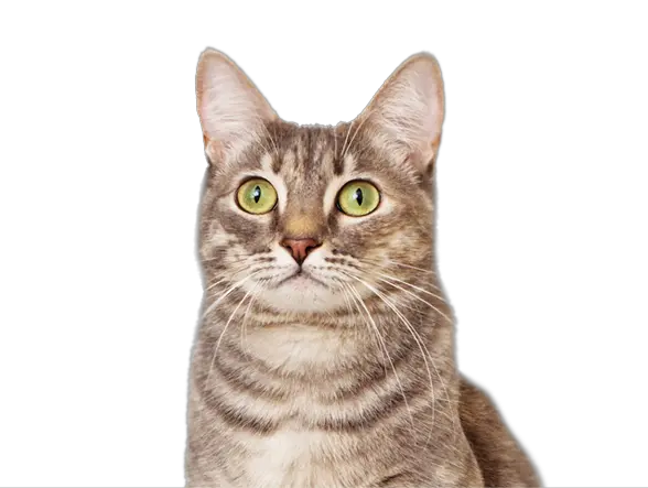 Cat PNG