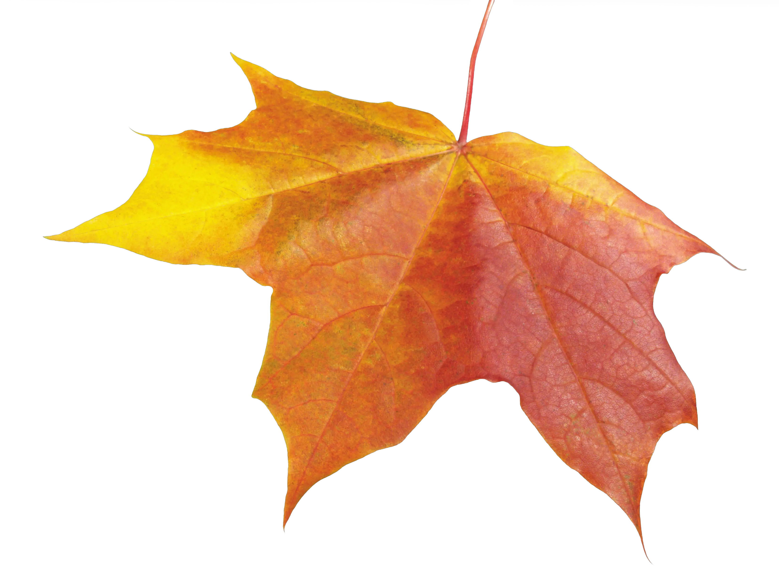 autumn PNG leaf